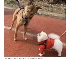 에엥~? 네가 정말 동족이라고~??