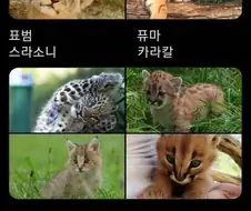 고양이과 동물 어린 시절.jpg