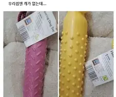 와이프가 슈퍼에서 개 장난감을 사왔어.