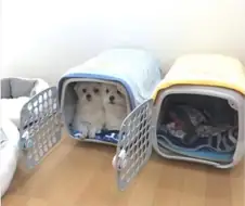 싸우지 말라고 댕댕이들에게 2개 사줬다!