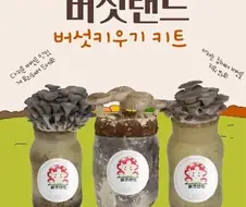 니들은 버섯재배 키트 함부로 사서 키우지마라.