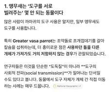 원피스) 와 gpt한테 앵무새 특성 속성강의 들었는데 소름돋음 ㄷㄷ