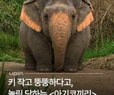 작고 뚱뚱하다고 놀림받는 아기코끼리