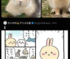 일본 토끼섬 전속 프로 사진사 특