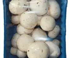 일반인도 쉽게 구분하는 식용버섯 특징