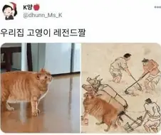 고양이 레전드 짤