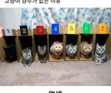 고양이 경주가 없는 이유
