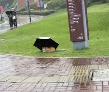 고양이들이 바보인 이유