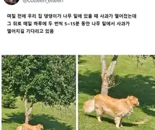 개가 하루에 두번씩 나무 밑에 서있는 이유.jpg