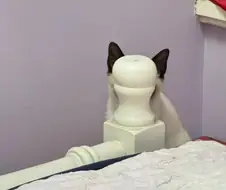 고양이: 자, 숨었다