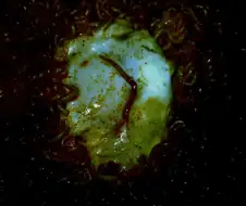 집에서 만든 쿠지라이식 라면