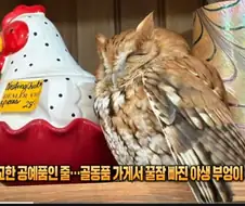 모형으로 위장했다 들킨 부엉이