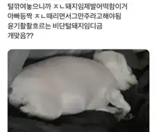 너무 살쪄서 털이라도 깎아 본 견주