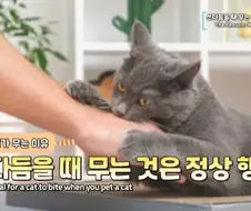 수의사가 말하는 고양이 쓰다듬으면 무는 이유