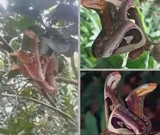 코브라로 위장한 나방