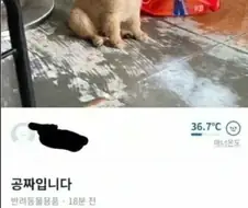 당근에 올라온 강아지 공짜