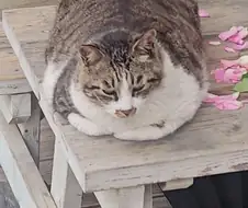 우리동네 완벽한 몸매의 고양이