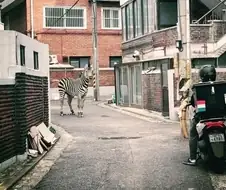 앵간한 락 그룹 앨범 자캣은 씹어 먹는다는 사진