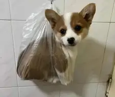 화장실에서 발견된 배변봉투에 담긴 강아지....