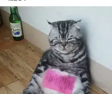 더위타는 고양이