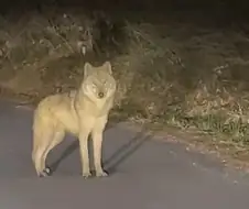 길 잃은 늑구 특