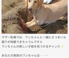 애완견과 고구마 캐기를 할 수 있다는 일본 농장 후기