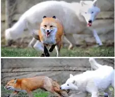 늑대 깨물고 도망 가는 여우