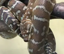 귀여운 뱀사진 볼사람