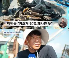 폭염에 10m 아래 펄 속까지 익어‥"키조개 다 죽어"