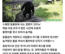 영웅 침팬지 산티노의 일대기