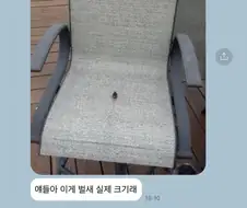 얘들아 이게 벌새 실제 크기래.jpg
