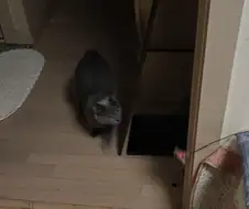 고양이 놀이 반응