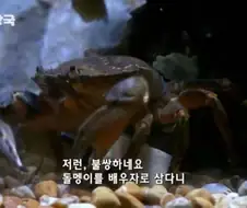 리얼돌이랑 교미하는게 좋은가봐