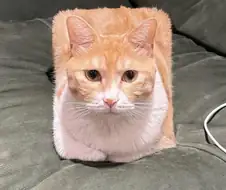고양이 큐브화