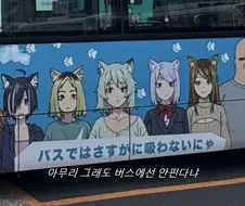담배고양이 의외의 사실