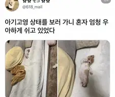 우아한 아기고양이
