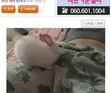 토끼가 자꾸 남편 꼬츄부분을 핥아서 고민입니다 . JPG