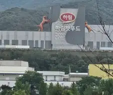 의외로 하림 펫푸드 공장에 있는것