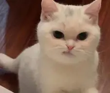캣츠 영화를 보기 시작한 나