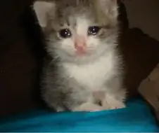 트릭컬 스핔이 우는 짤의 변천과정