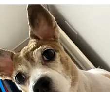 개가 만화에 나올것처럼 생김