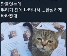 냥성 수준 jpg.