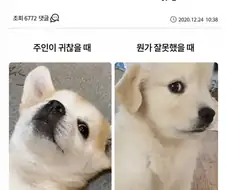 강아지 키워본 사람은 안다는 강아지 표정.jpg