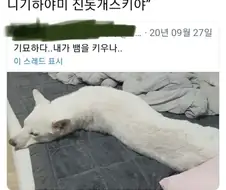 "치히로, 고마워. 내 진짜 이름은 ＇니기미 진돗개스키＇야!".jpg