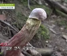 고추)일본 연지 그물버섯
