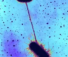 고작 동물 성교 가지고 되겠느냐