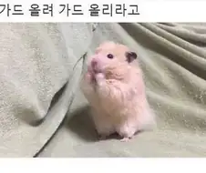 햄스터의 도발