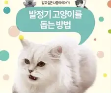 슬슬 고양이 관련글이 올라오는 시기