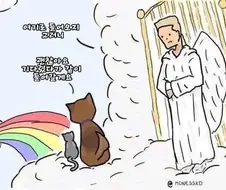 천국에서 주인을 기다리는 고양이
