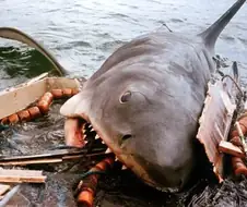 죠스가 나타났다!